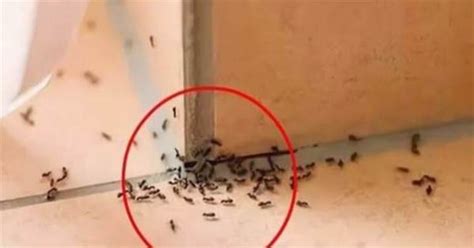 家裡出現大螞蟻 積 是什麼